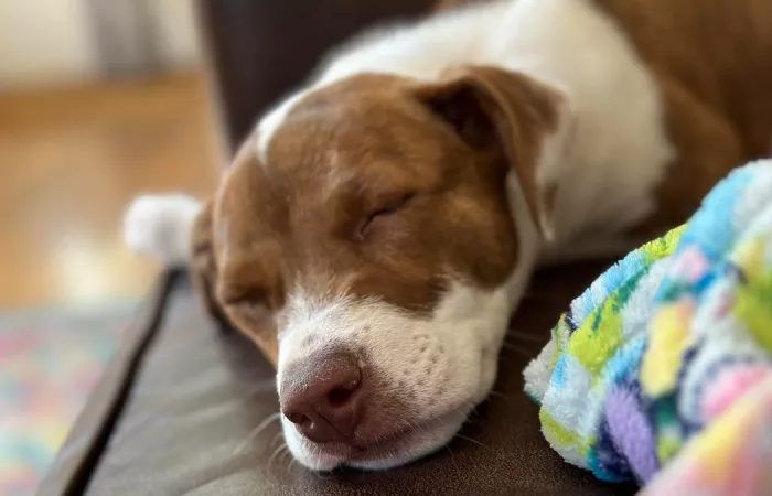 Come creare emoji personalizzate su iPhone dalle foto del proprio animale