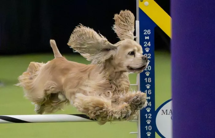 Il Westminster Dog Show arriva su Netflix dal 2027