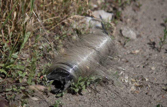 Uccelli in Ucraina costruiscono nidi con fibre ottiche residue dalla guerra