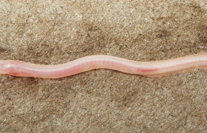 TikTok guida alla scoperta di una rara specie di pesce sotterraneo in India
